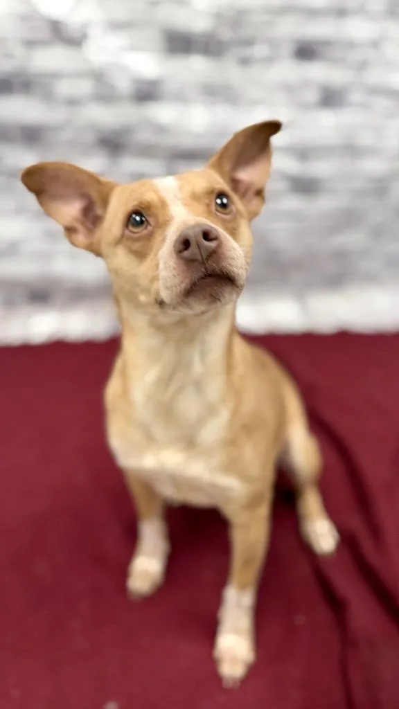 A young small-sized female Beagle dog named Layla for adoption in Muskegon, MI