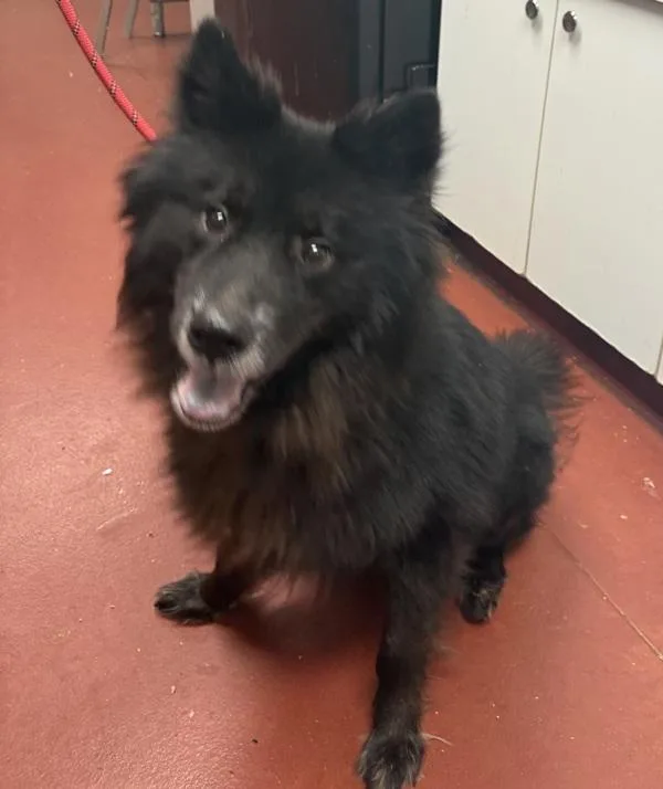 An adult large-sized male Chow Chow dog named Chewy for adoption in Salisbury, MD