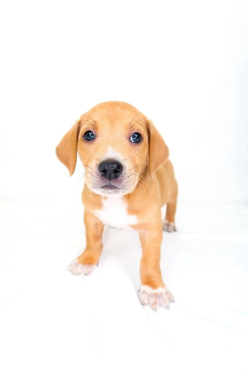 A baby small-sized male Golden Terrier dog named Moscow Mule for adoption in Bixby, OK