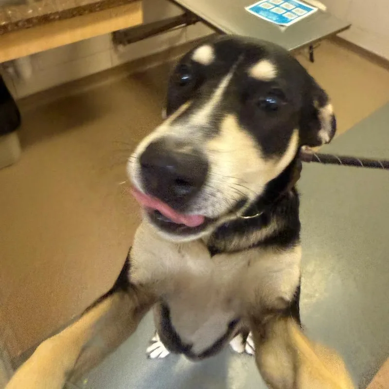 A young medium-sized male Black German Shepherd Dog dog named Ranger for adoption in Chicago, IL