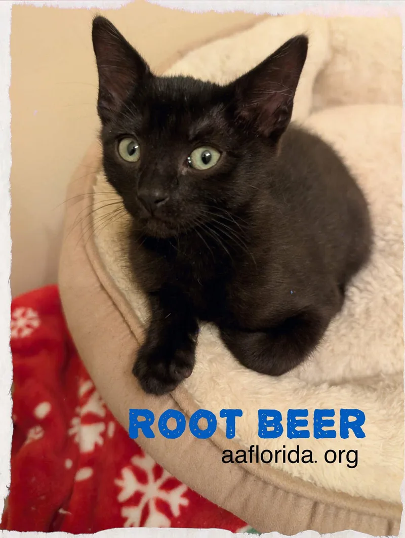 A young medium-sized male Black Domestic Short Hair cat named Root Beer for adoption in Pensacola, FL