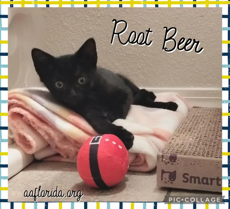 Root Beer thumbnail 3