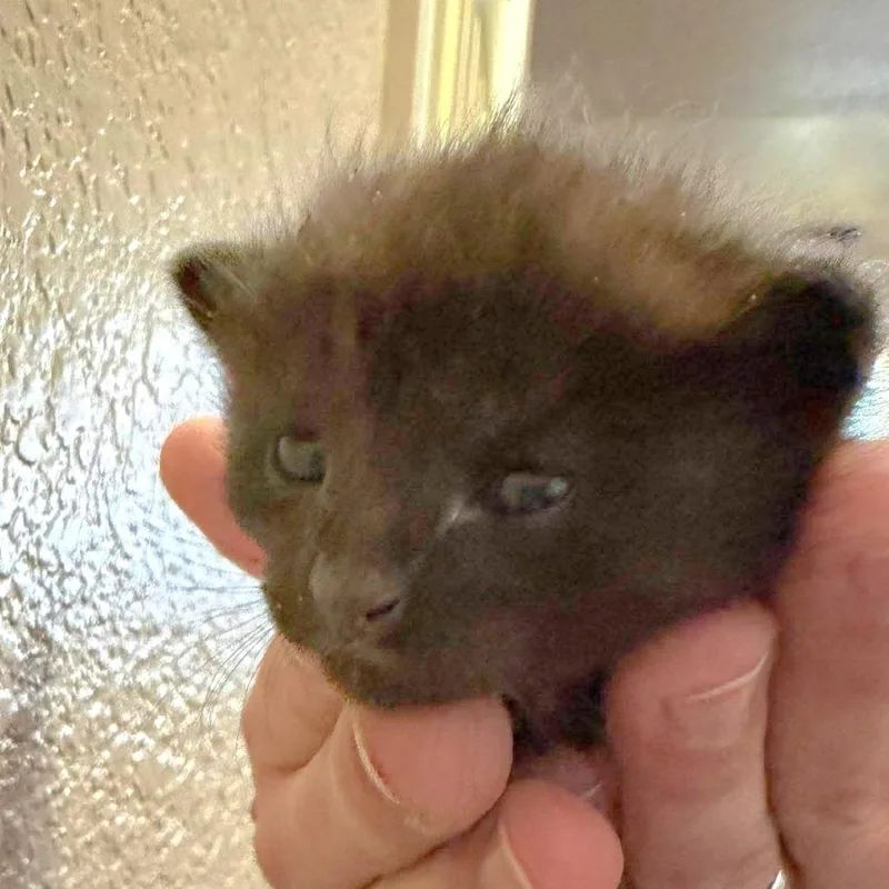 A baby small-sized female Black Domestic Short Hair cat named Mittens for adoption in Fort Smith, AR