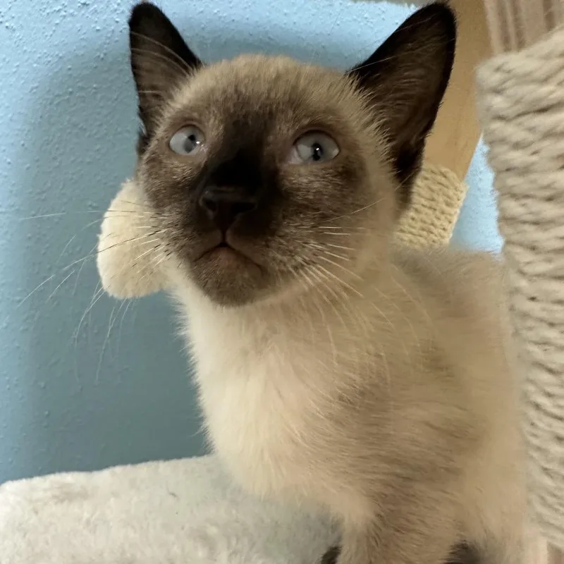 A baby small-sized female Gray / Blue / Silver Domestic Medium Hair cat named Joey for adoption in Park City, UT