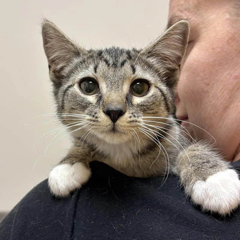 A baby medium-sized female Domestic Short Hair cat named Daisy for adoption in Sonora, CA