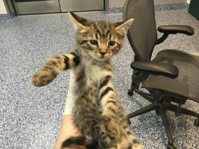 A baby small-sized male Domestic Short Hair cat named A for adoption in Thousand Palms, CA