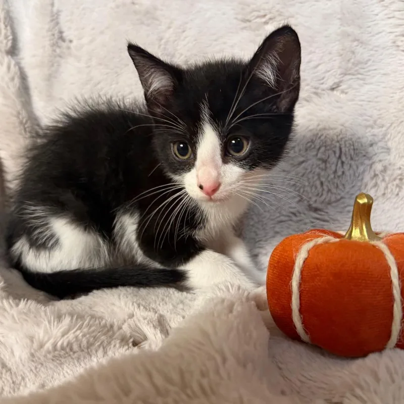 A baby small-sized male Domestic Medium Hair cat named Mando for adoption in Flower Mound, TX