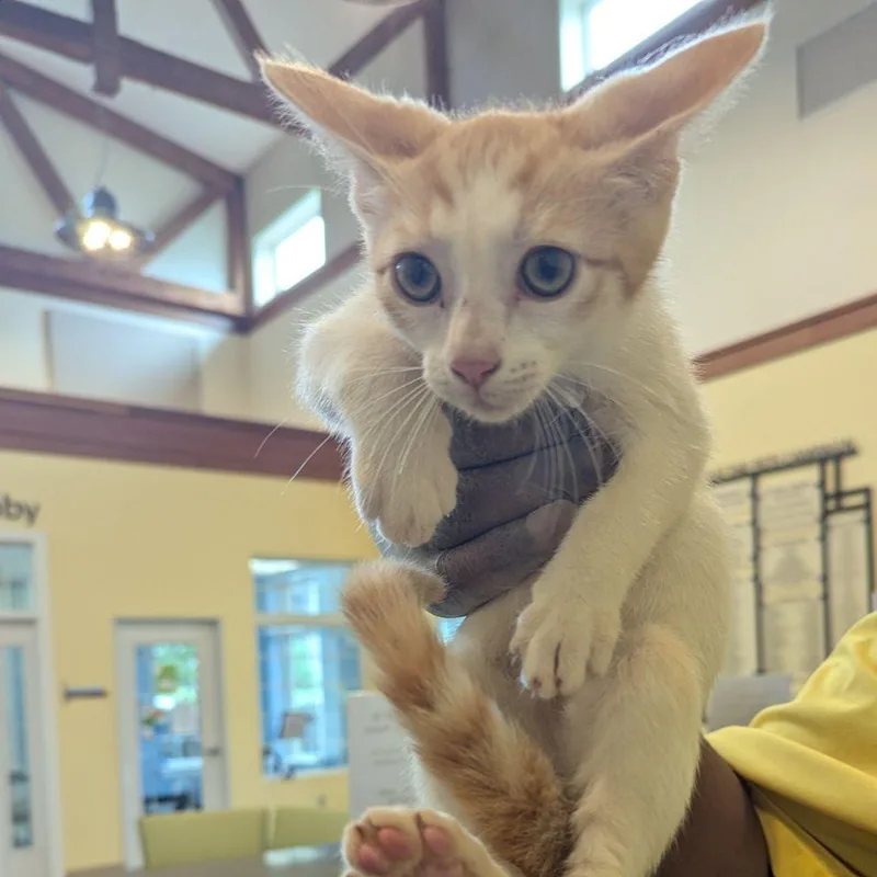 A baby small-sized female Orange / Red Domestic Short Hair cat named Sabi for adoption in Lynchburg, VA