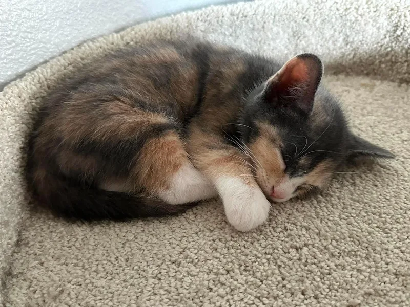 A baby small-sized female Tortoiseshell Domestic Short Hair cat named Nutmeg for adoption in Ephrata, WA