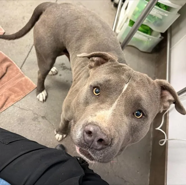 A young large-sized male Pit Bull Terrier dog named Jj for adoption in Tucson, AZ