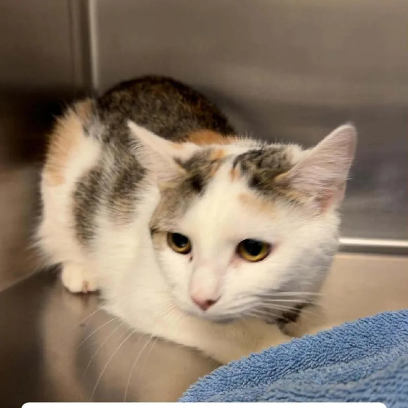 Limerick thumbnail 2