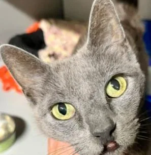 An adult medium-sized female Gray & White Domestic Short Hair cat named Beverly for adoption in Anoka, MN
