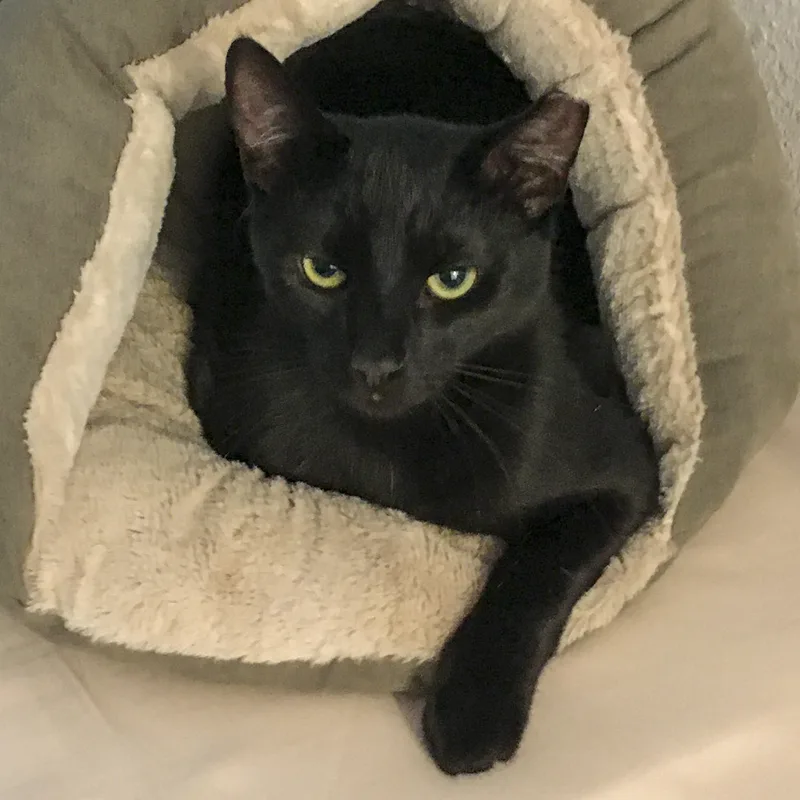 A young medium-sized male Black Domestic Short Hair cat named Lucas [bonded With Kipo] for adoption in Benicia, CA