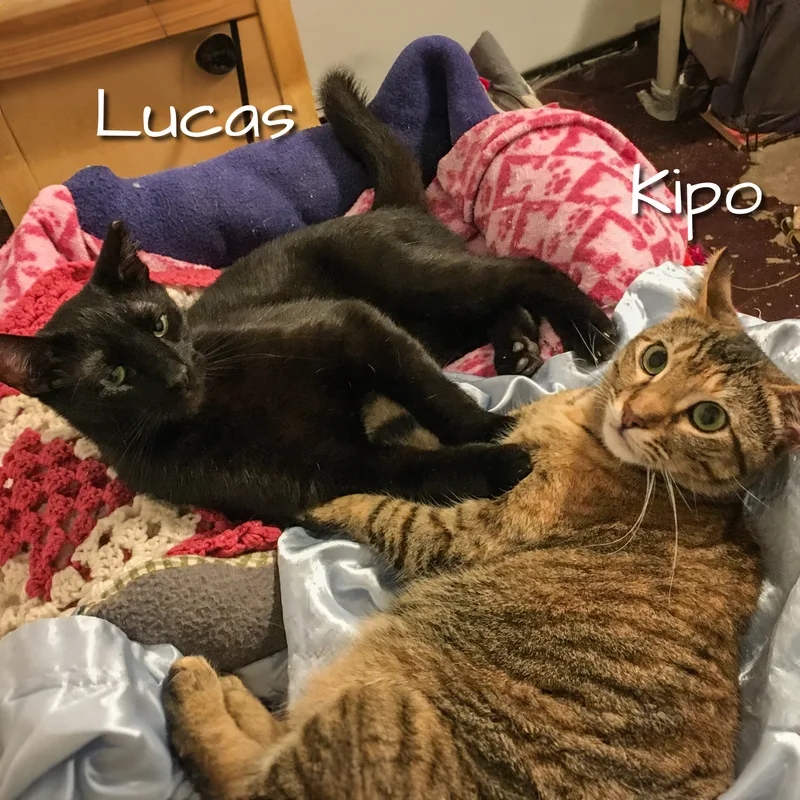 Lucas [bonded With Kipo] thumbnail 5