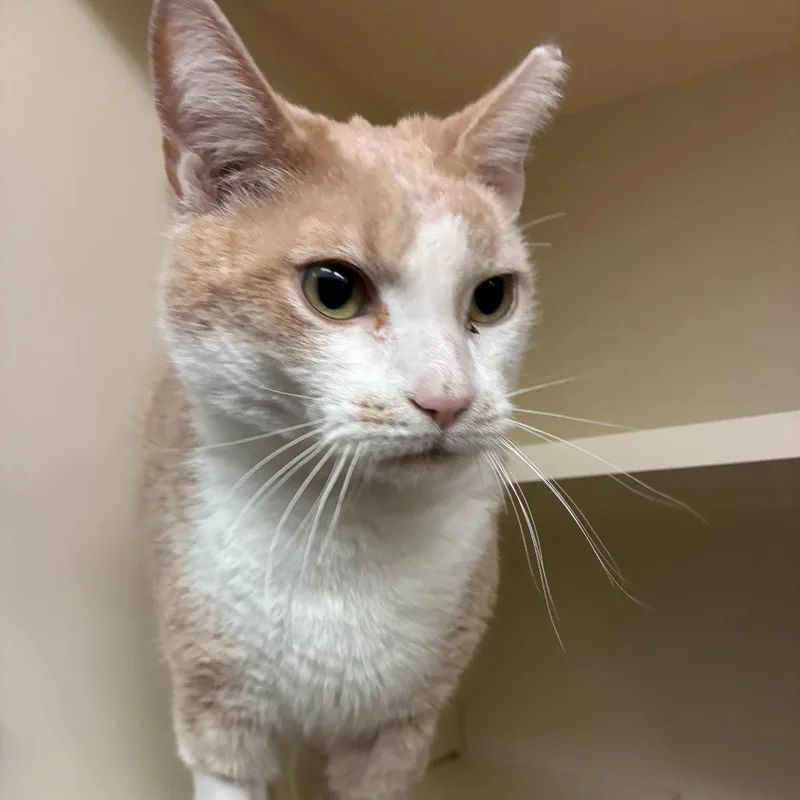 An adult medium-sized male Orange / Red Domestic Short Hair cat named Valor for adoption in Dayton, OH
