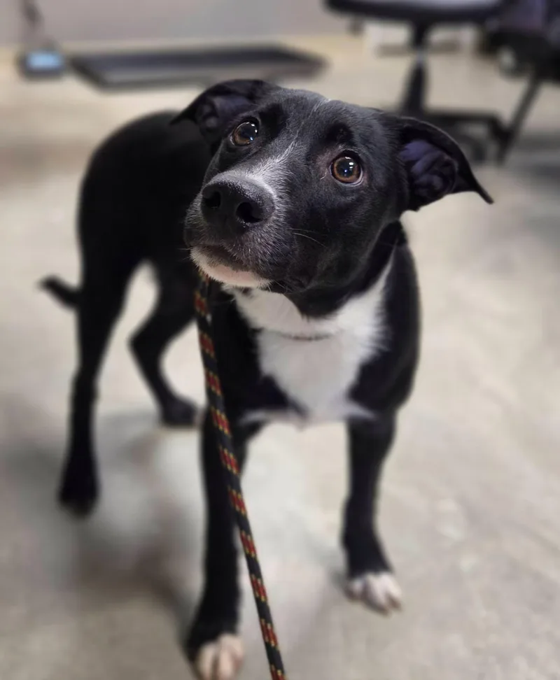 A baby medium-sized male Black Australian Cattle Dog / Blue Heeler dog named Jack for adoption in Copper Hill, VA