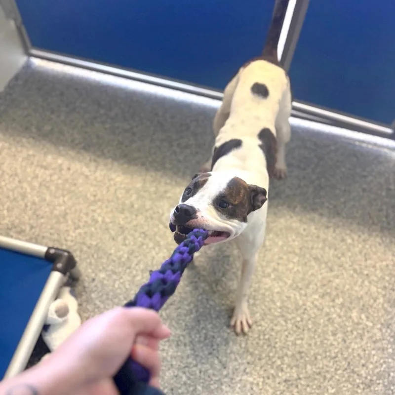 A young medium-sized female White / Cream Mixed Breed dog named Audrey for adoption in Hendersonville, NC