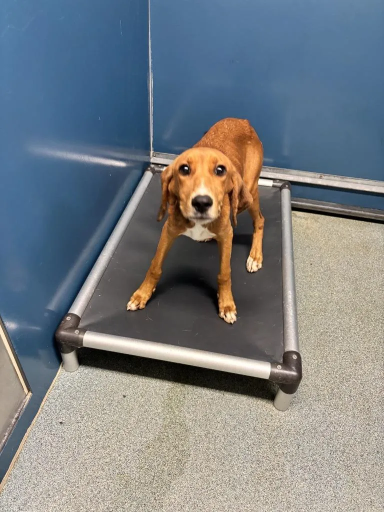 A baby medium-sized male Hound dog named Santana for adoption in Warrenton, NC