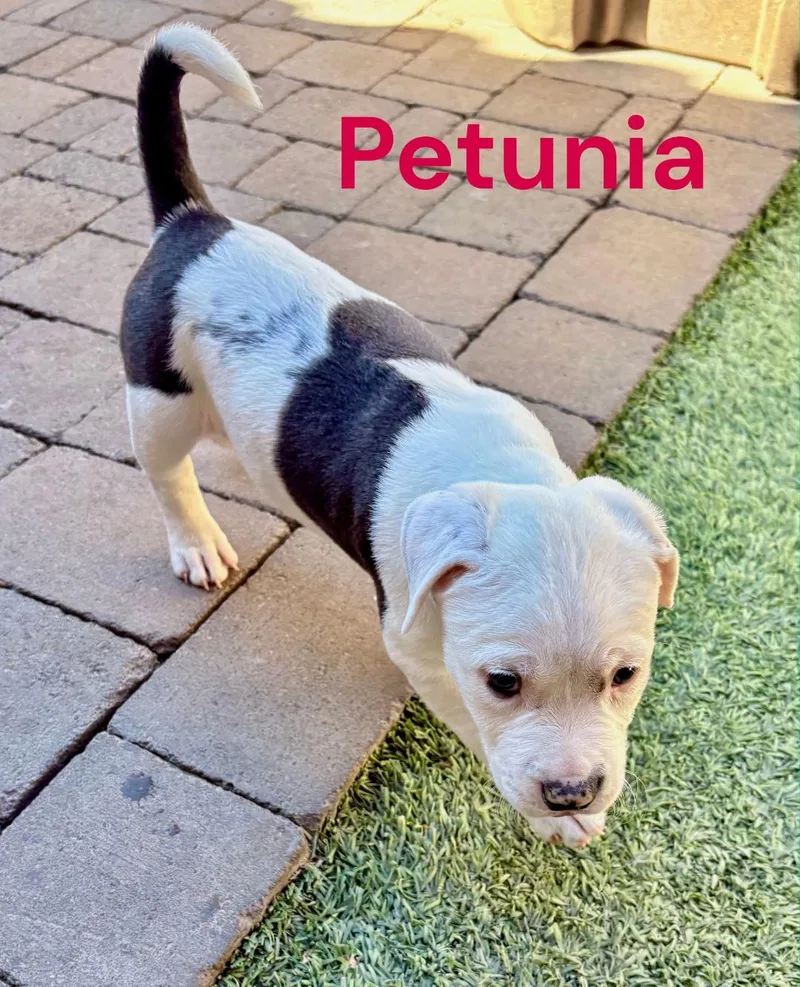 Petunia