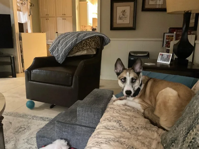 An adult large-sized female Husky dog named Pumpkin for adoption in Mustang, OK
