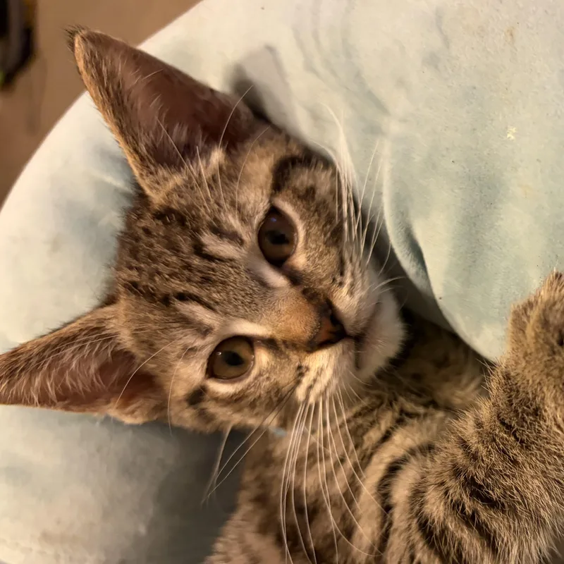 A baby medium-sized male Tabby (Brown / Chocolate) Domestic Short Hair cat named Bruce for adoption in Houghton Lake, MI