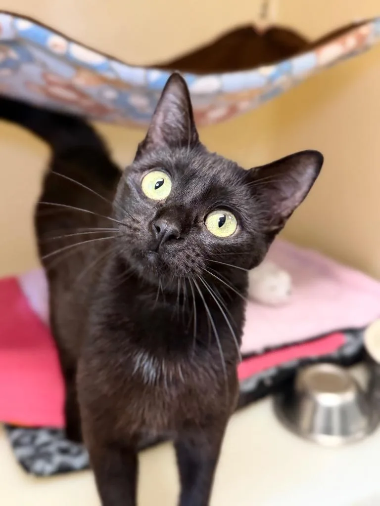 A baby medium-sized female Domestic Short Hair cat named Binxy for adoption in Menomonie, WI
