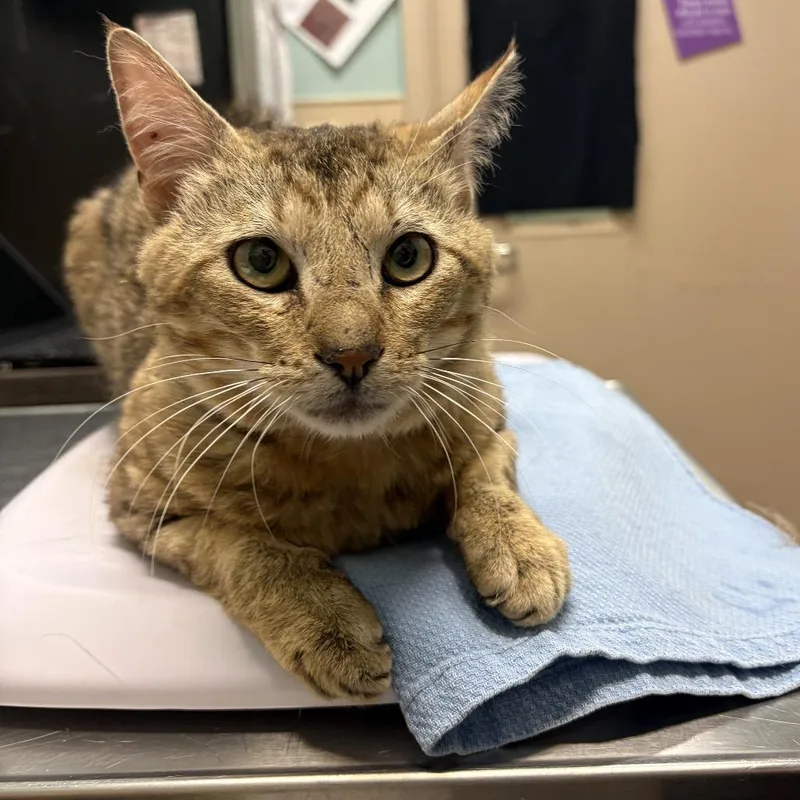An adult medium-sized male Brown / Chocolate Domestic Short Hair cat named Orchid for adoption in Tacoma, WA
