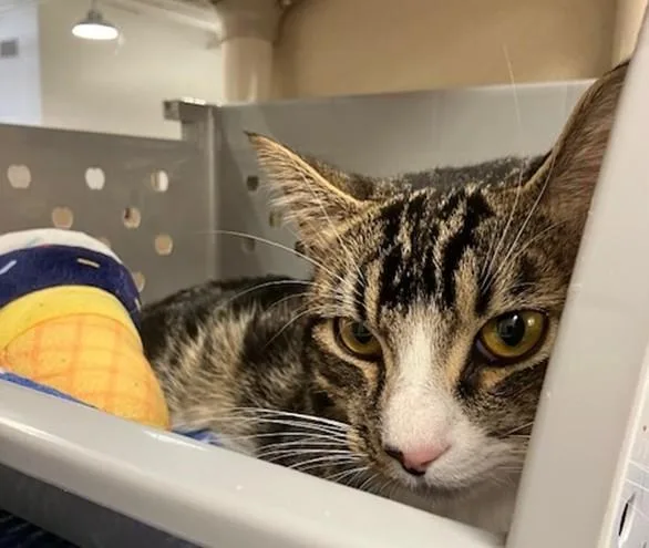 A young medium-sized male Domestic Short Hair cat named Sebastian for adoption in Springfield, MA