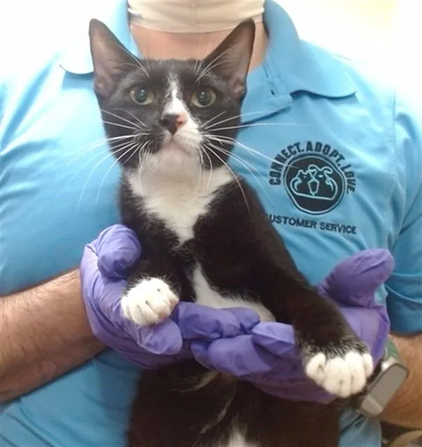 A young small-sized female Domestic Short Hair cat named Ube for adoption in Miami, FL