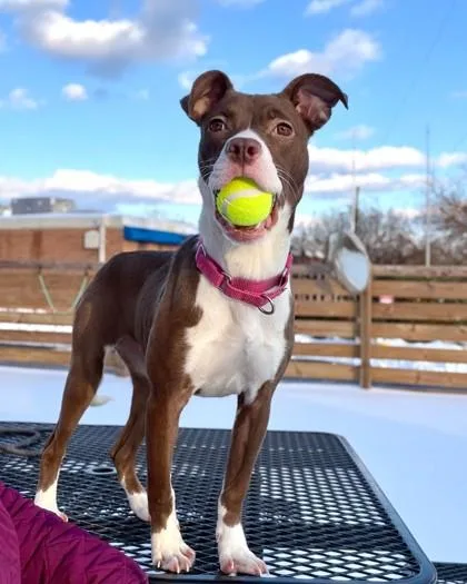 A young medium-sized female Mixed Breed dog named Layla for adoption in Washington, DC