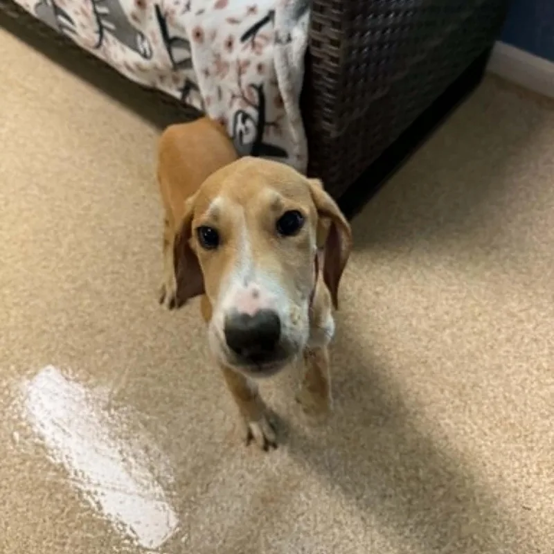A young medium-sized female Apricot / Beige Labrador Retriever dog named Harlem for adoption in Sunderland, MD