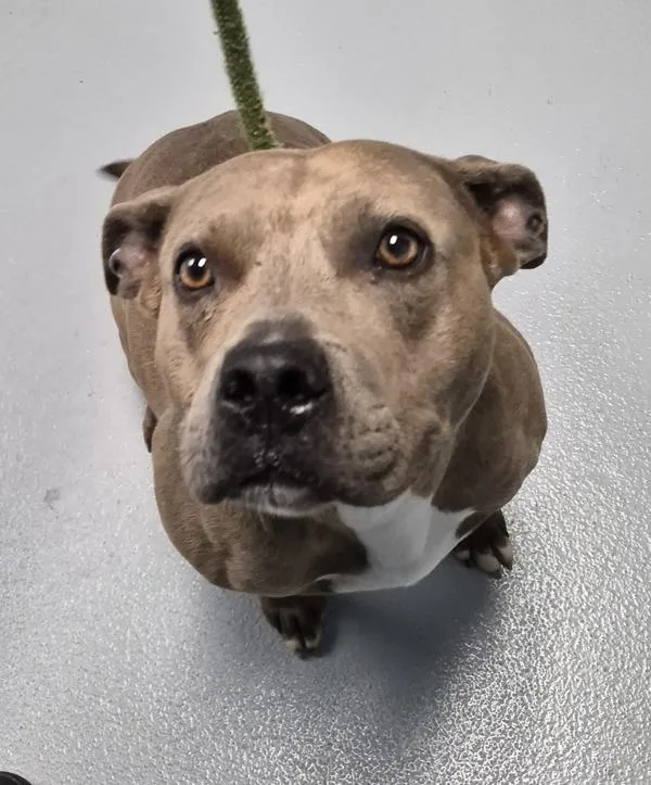 Pen  Tiggy thumbnail 2