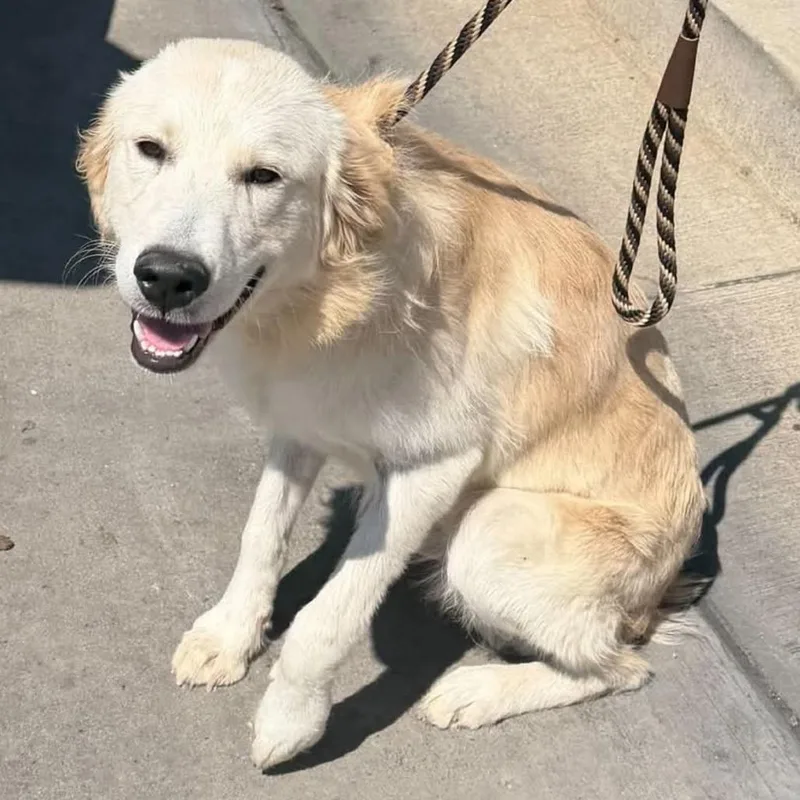 A young medium-sized male Brown / Chocolate Golden Retriever dog named Timothy for adoption in Rockville, MD