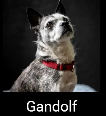 A senior small-sized male Gray / Blue / Silver Terrier dog named Gandolf for adoption in Lafayette, CA