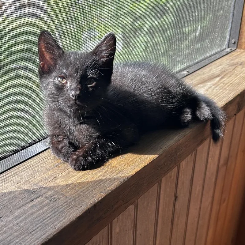 A baby small-sized male Black Domestic Short Hair cat named Tippet for adoption in Chattanooga, TN