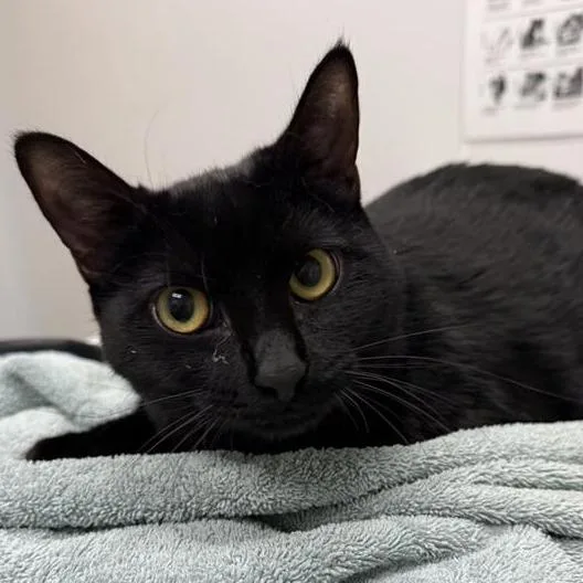 An adult large-sized female Black Domestic Short Hair cat named Lucky Cat for adoption in Jacksonville, FL