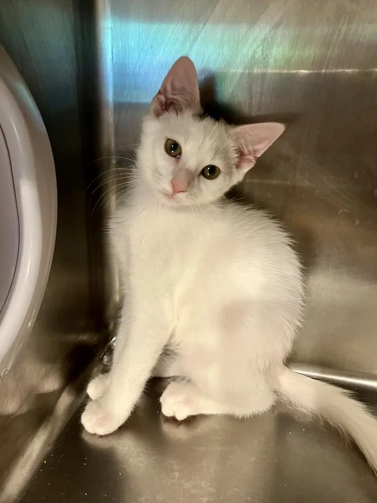 A baby medium-sized male Gray & White Domestic Short Hair cat named Neo for adoption in Emerald Isle, NC