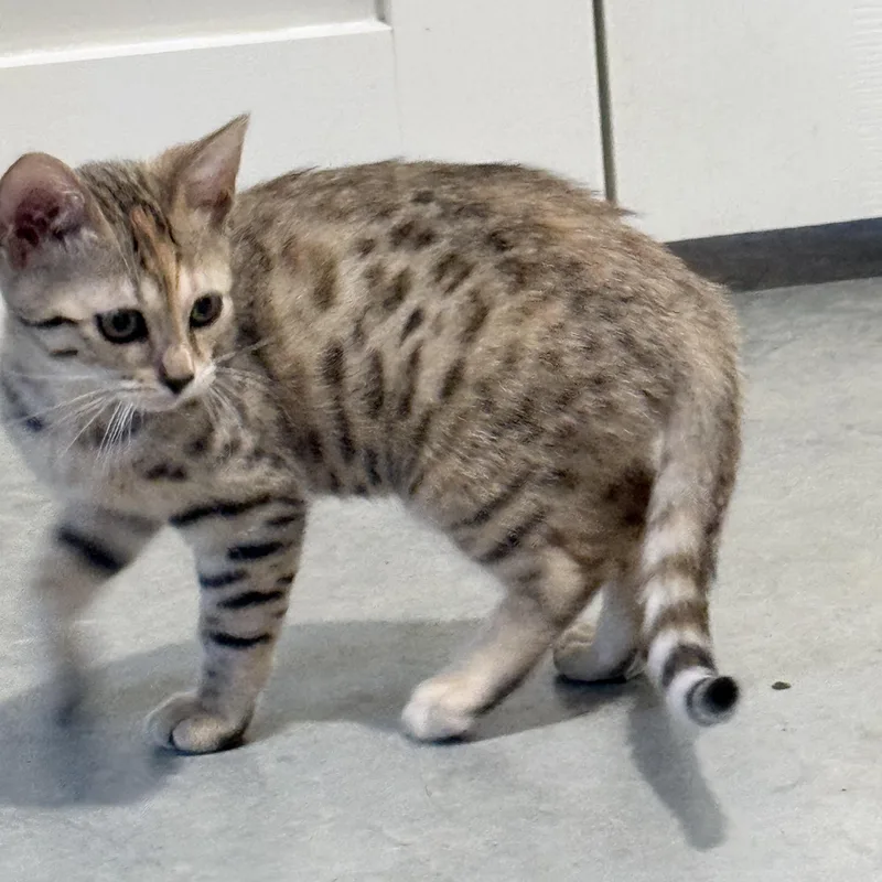 A baby medium-sized female Buff & White Bengal cat named Cayenne for adoption in Hartford, KY