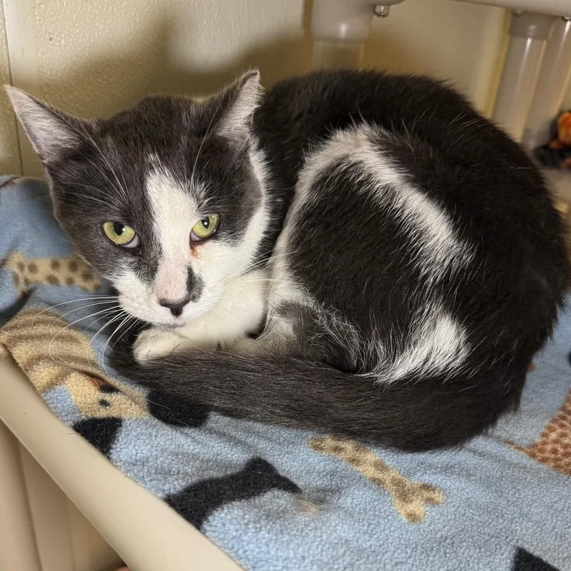 A young medium-sized male Domestic Short Hair cat named Dan Dan for adoption in Saginaw, MI
