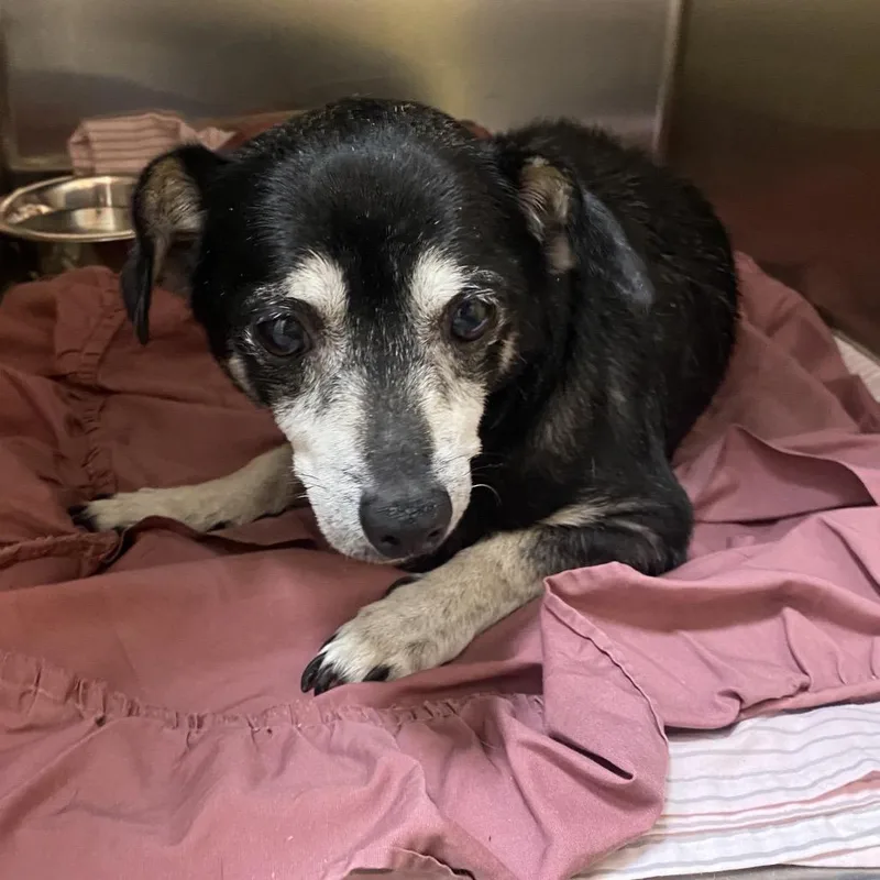 A senior small-sized male Black Chihuahua dog named WAGSStray for adoption in Westminster, CA