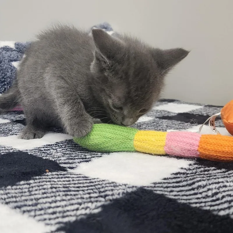 A baby small-sized male Gray / Blue / Silver Domestic Short Hair cat named Momo for adoption in Toledo, OH