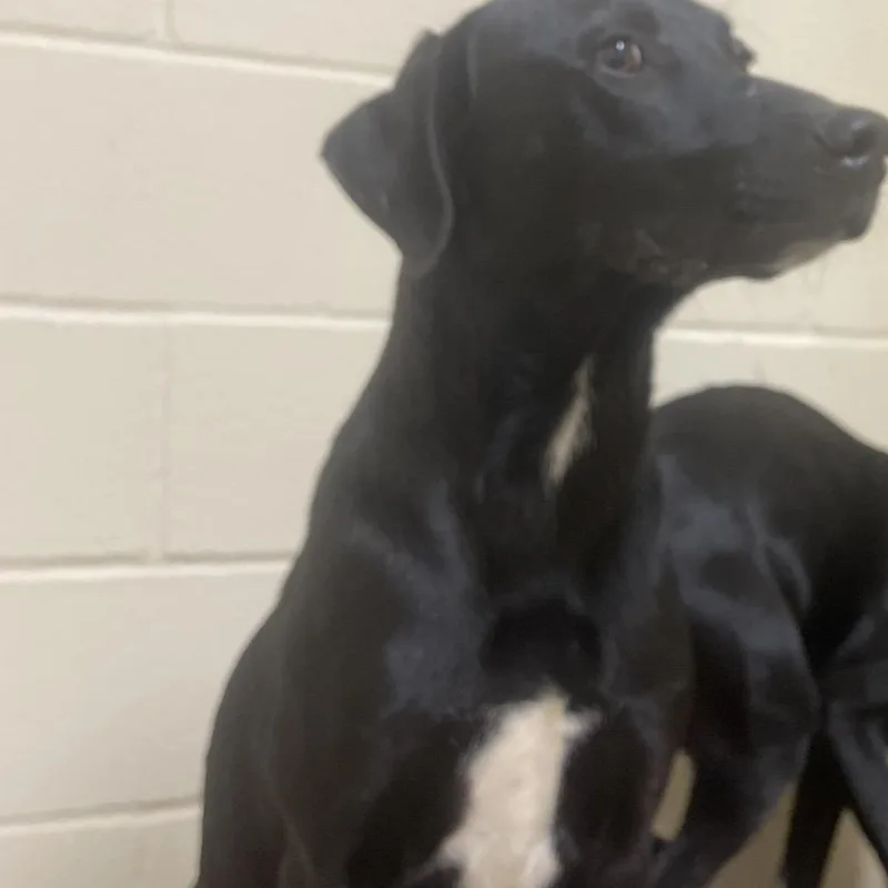 An adult medium-sized male Black Labrador Retriever dog named Junebug for adoption in Palestine, TX