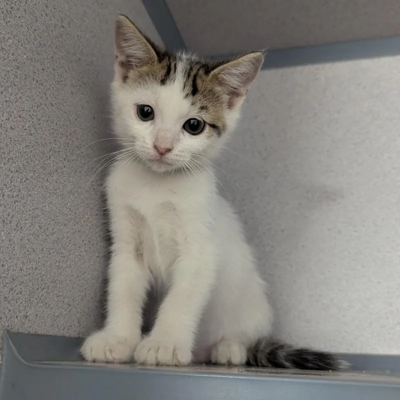 A baby small-sized female Brown / Chocolate Domestic Short Hair cat named Sweetheart Sammi for adoption in Evansville, IN