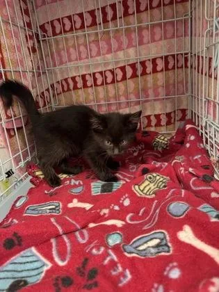 A baby small-sized male Domestic Short Hair cat named Pineapple for adoption in Gainesville, FL