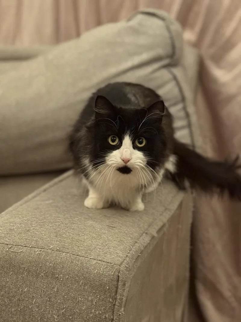 An adult medium-sized female Black & White / Tuxedo Domestic Long Hair cat named Black Beard for adoption in Gaylordsville, CT