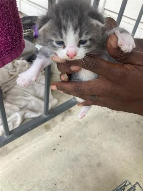 A baby small-sized male Domestic Short Hair cat named Lenny for adoption in Dallas, TX
