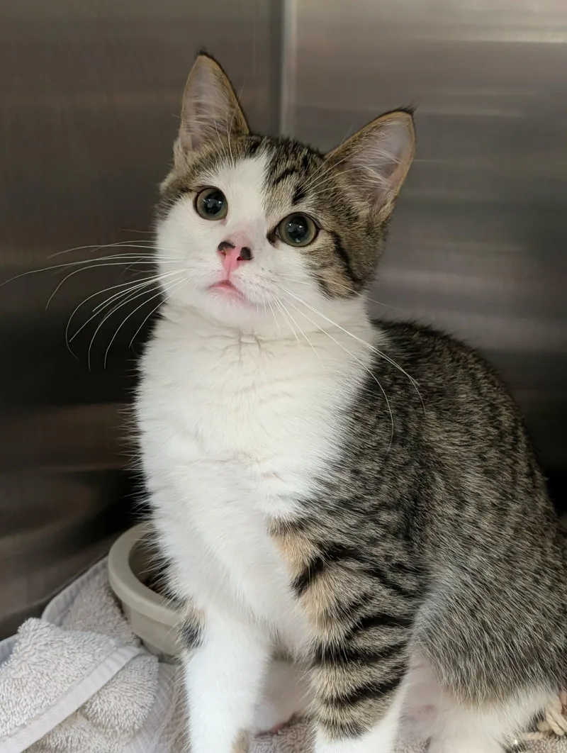 A baby medium-sized female Tabby (Tiger Striped) Domestic Short Hair cat named Babette for adoption in Chambersburg, PA