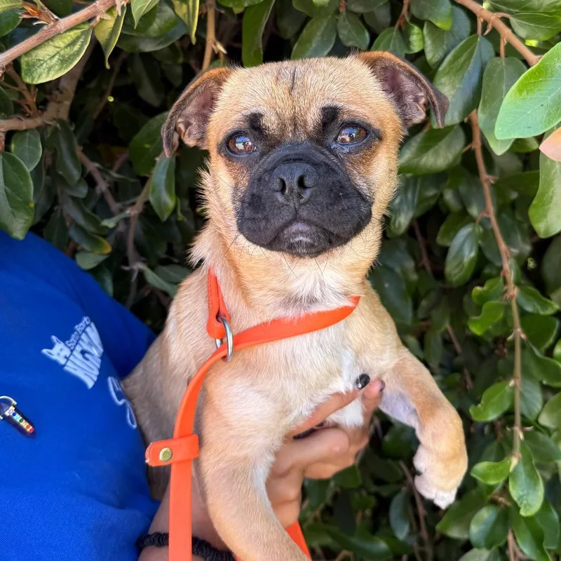 A young small-sized male Yellow / Tan / Blond / Fawn Pug dog named Max for adoption in Santa Barbara, CA