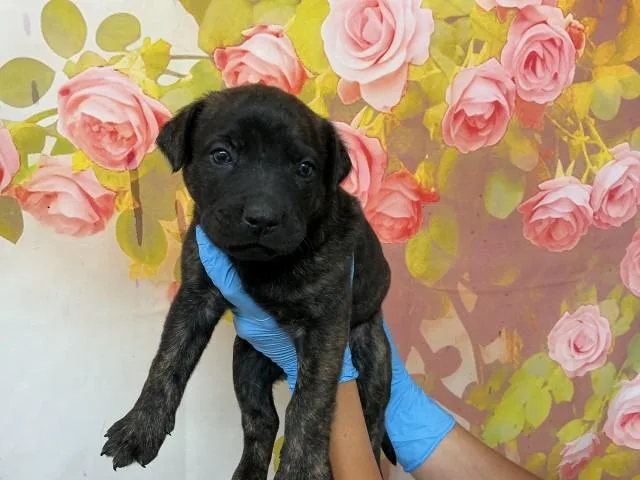 A baby small-sized male Pit Bull Terrier dog named Ramandu for adoption in San Bernardino, CA