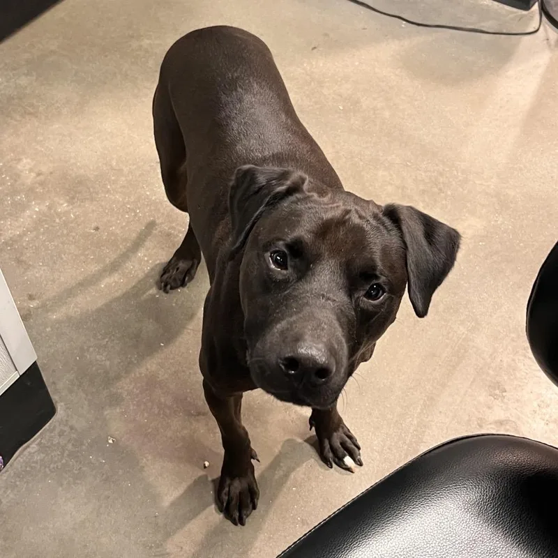 An adult medium-sized male Black Terrier dog named Darius for adoption in Tampa, FL
